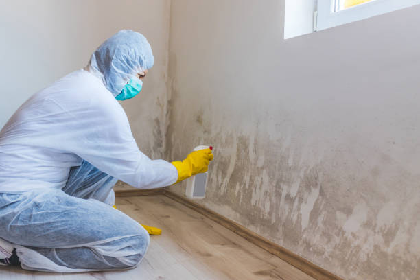 Licensed Black Mold Removal service in Manchester, PA - WQB Mold Removal