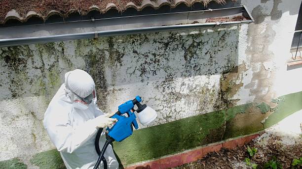 Top rated local Black Mold Removal specialists in Manchester, PA